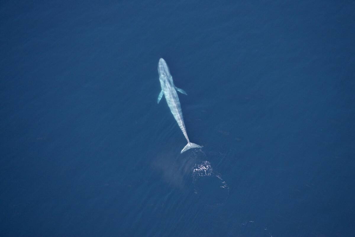 Blue whale