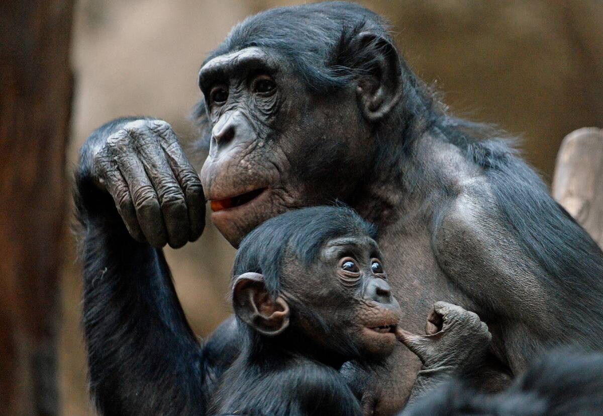 Bonobo baby grows up
