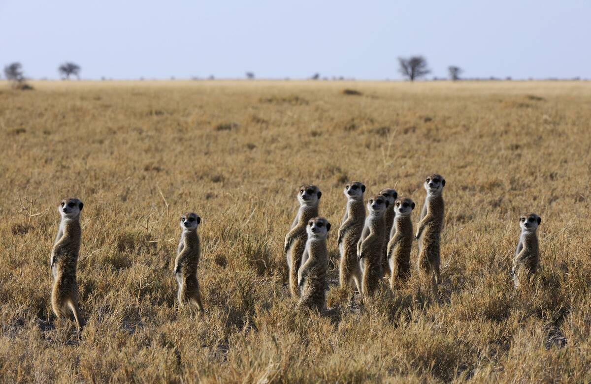 Botswana, Kalahari Desert, Group Of Meerkat Warming Up In...