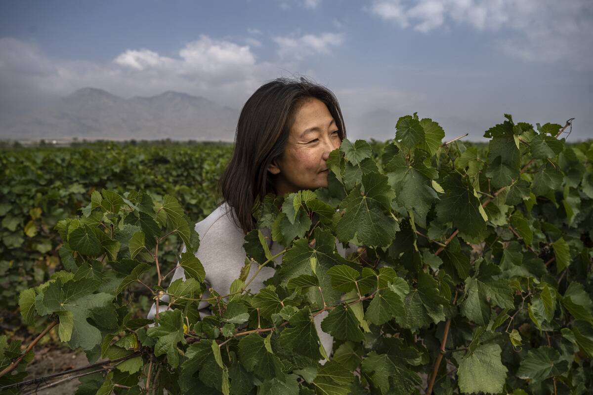 Boutique Winery Looks To Put China On World Wine Map