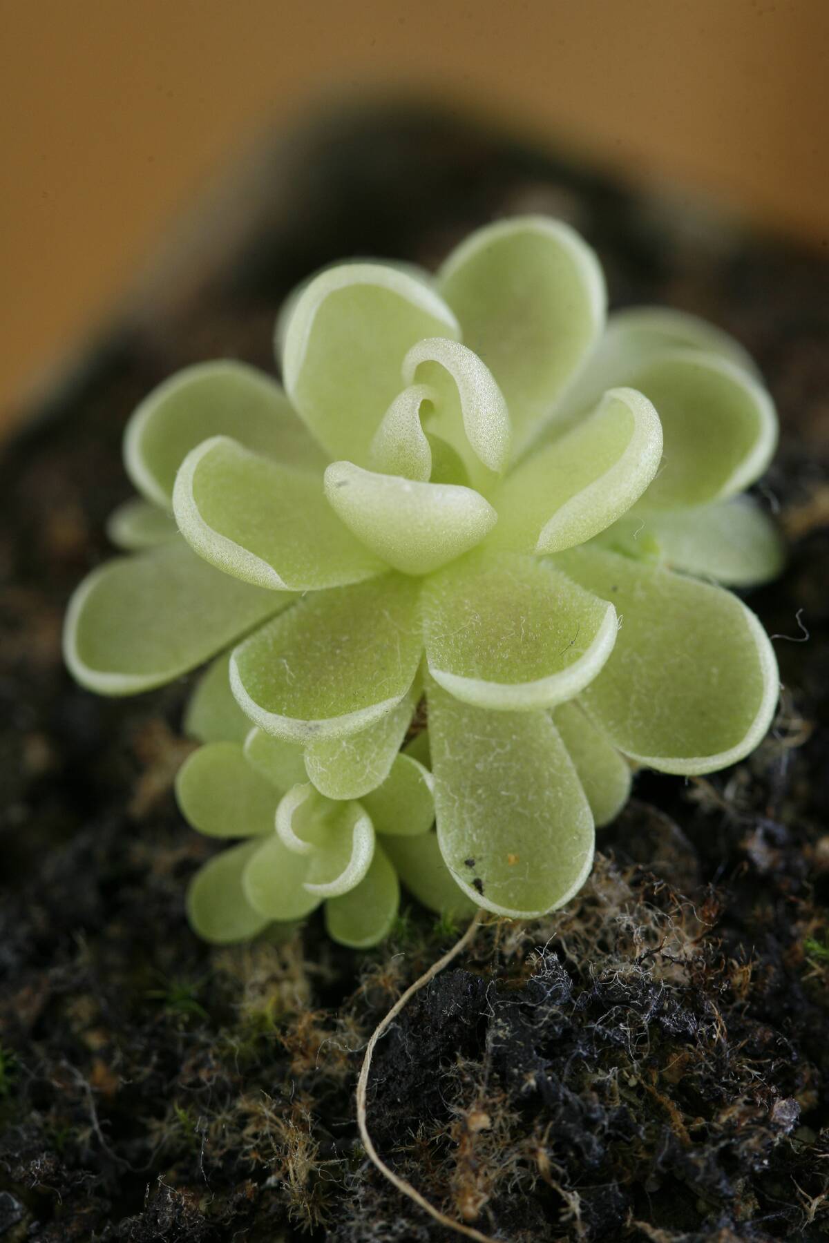 Butterwort (Pinguicula esserianna) is a small slimy insect t