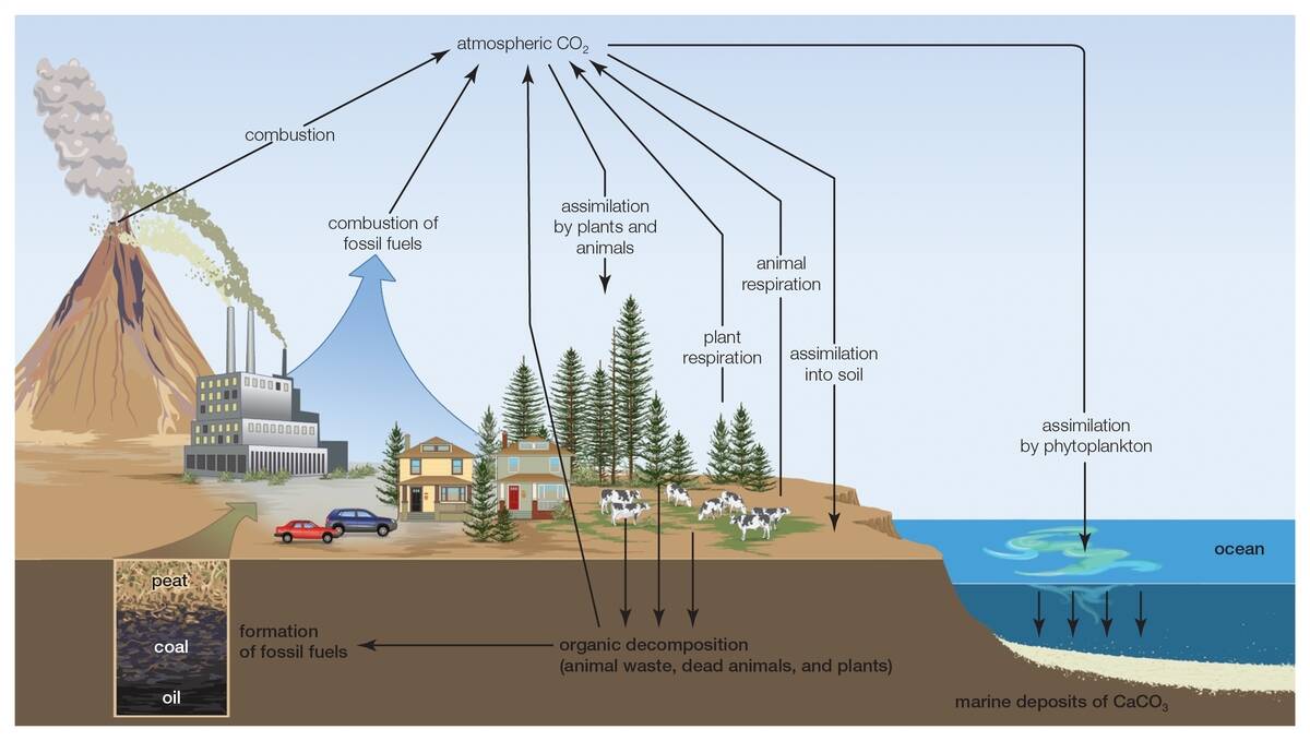 Carbon Cycle