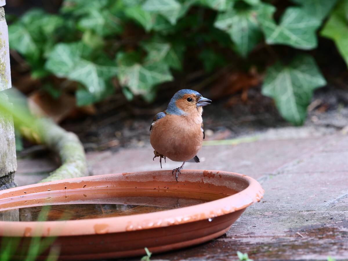 Chaffinch at birdhouses