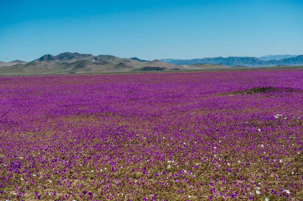 CHILE-DESERT-ATACAMA-BLOOMING