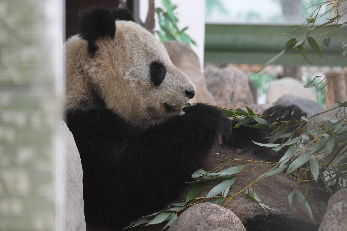CHINA-LANZHOU-PANDA-CHENGDU-TREATMENT(CN)