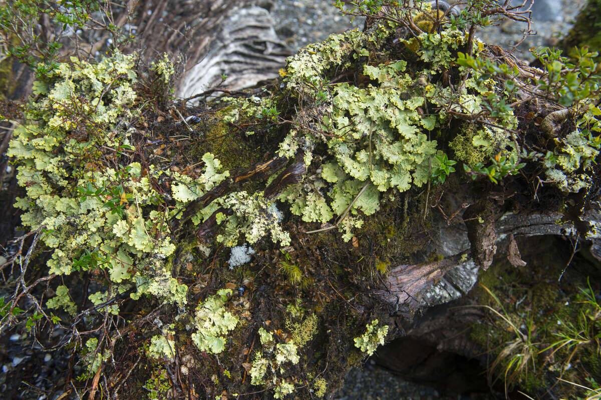 Close-up of lichens in the Magellanic forest near the Aguila...