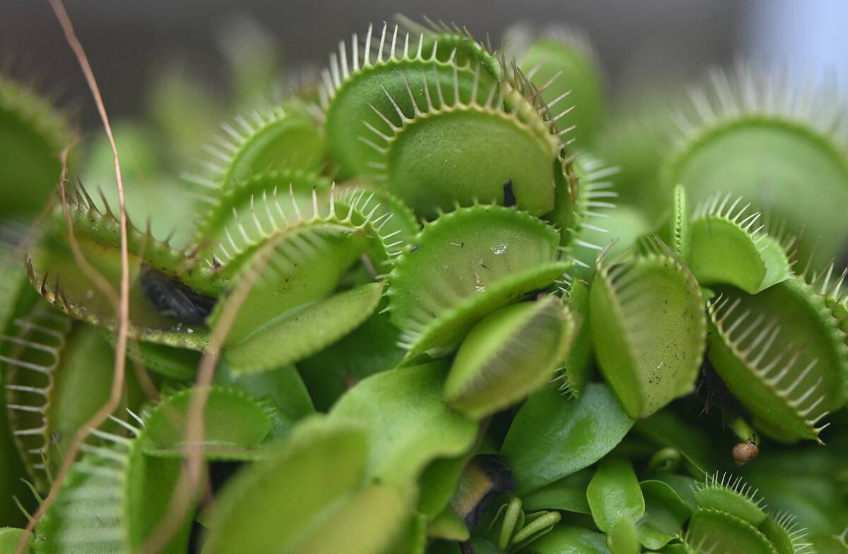 COLOMBIA-BOTANY-CARNIVOROUS-PLANTS-EXHIBITION