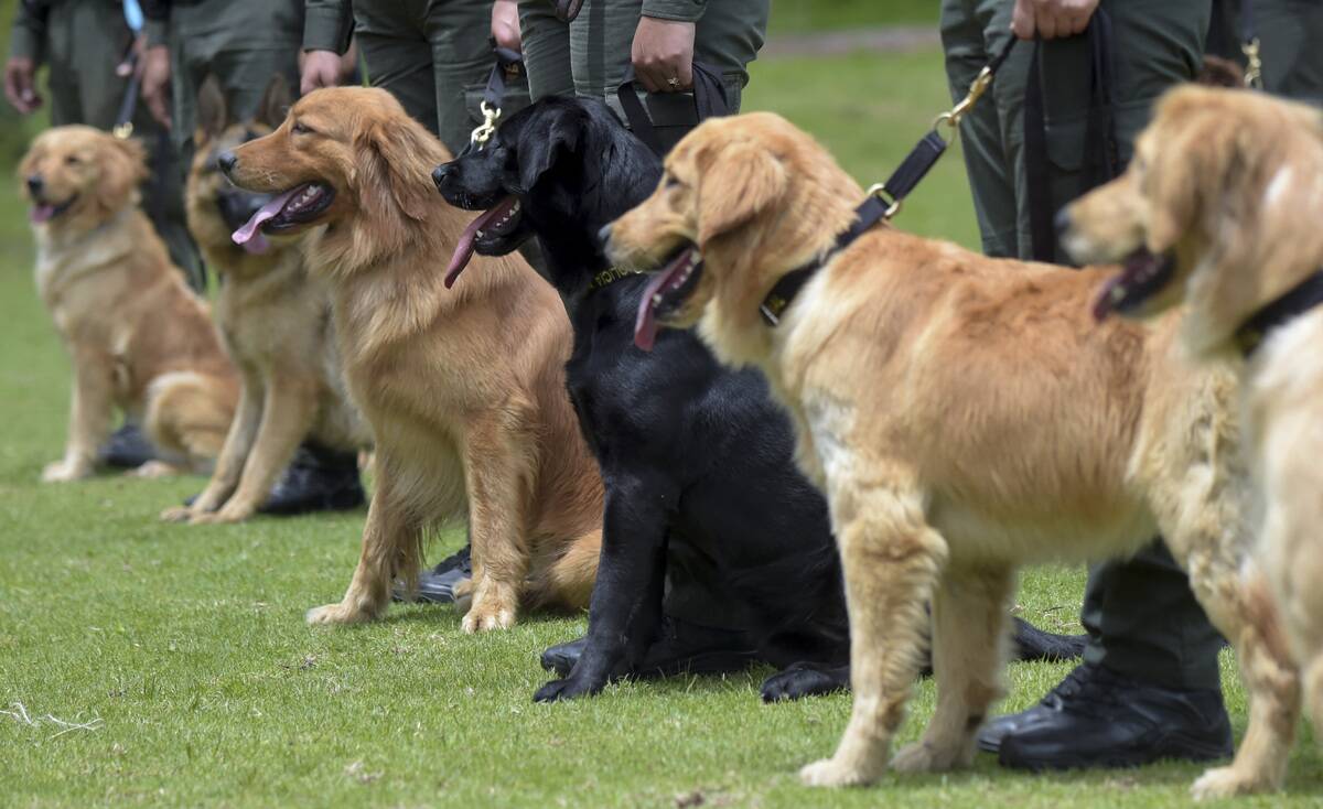 COLOMBIA-DRUGS-SNIFFER DOGS