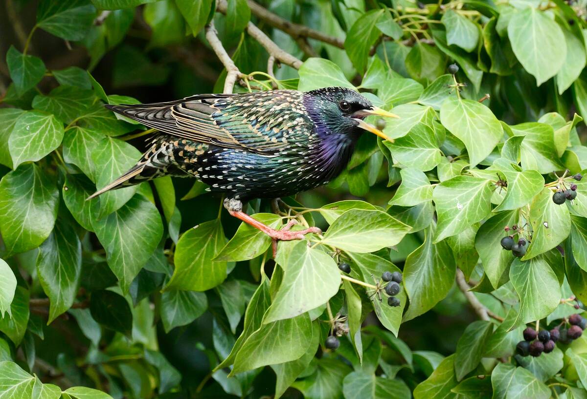 Common starling - ivy