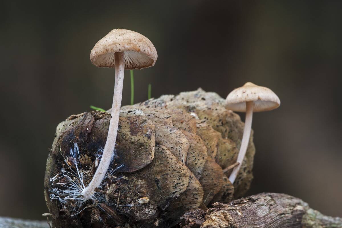 Conifercone cap (Baeospora myosura