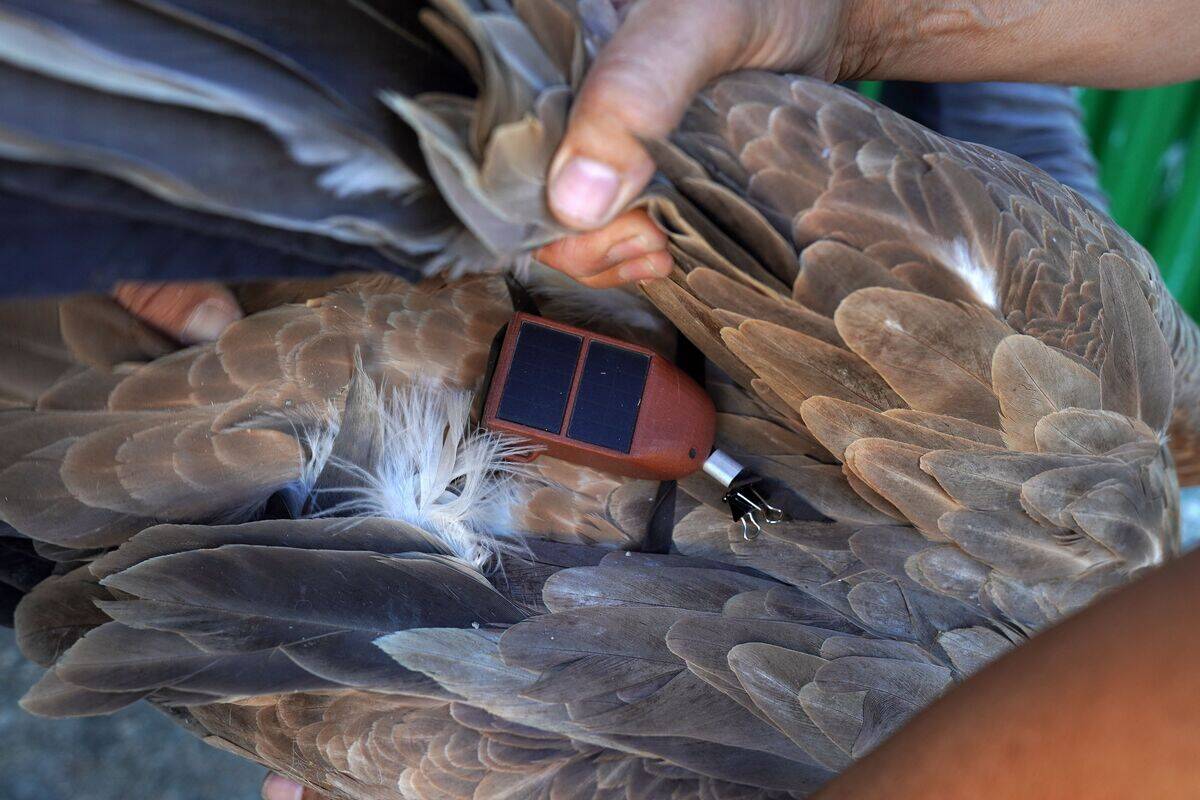 CYPRUS-ENVIRONMENT-BIRDS-VULTURES