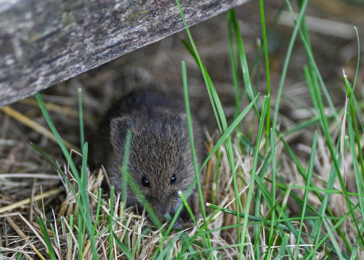 Daily Life In Alberta