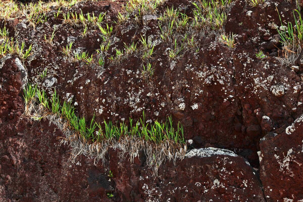 Daily Life On Easter Island