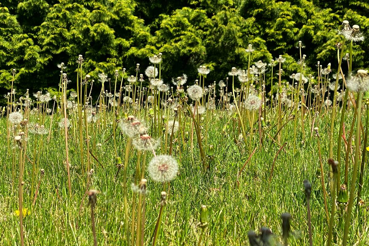 Dandelions Bloom In Spring