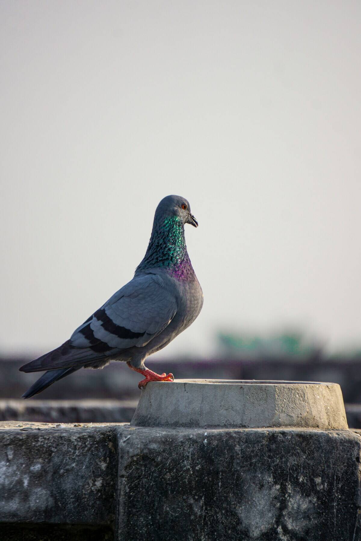 deepak-rastogi-pSzT3X9jLtc-unsplash