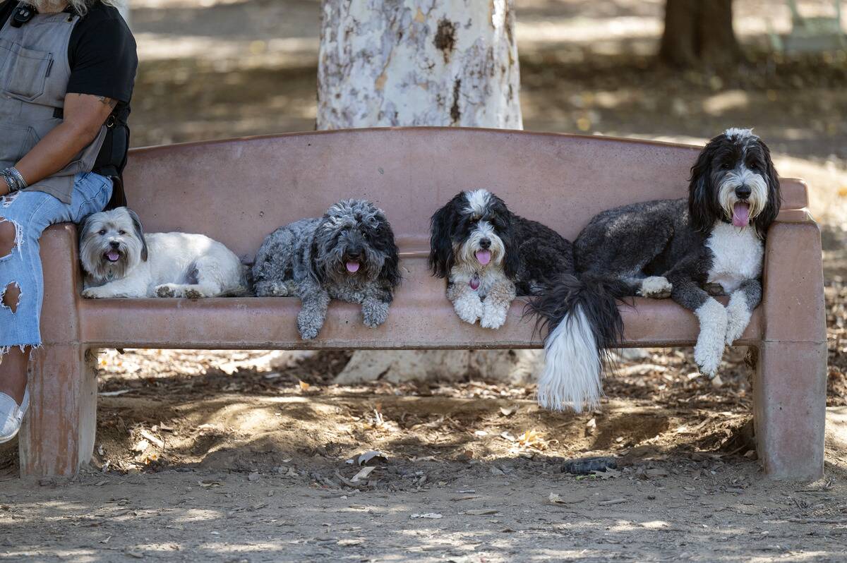 Dogs and people try to keep cool at a dog park on a hot Los Angeles day.
