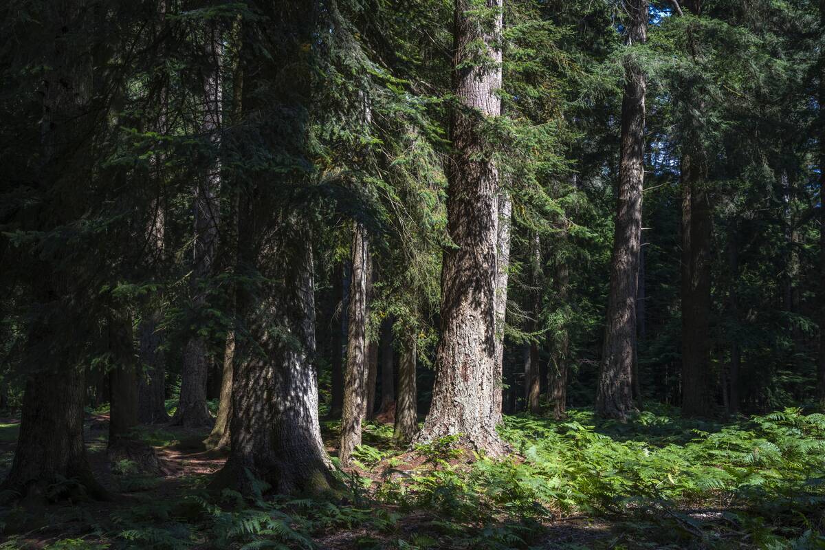 Douglas Fir Tree in New Forest - UK