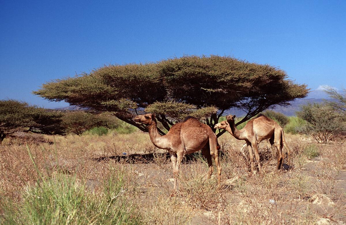Dromedaries, Camelus dromedarius, Djibouti, Djibuti, Africa, Afar Triangle