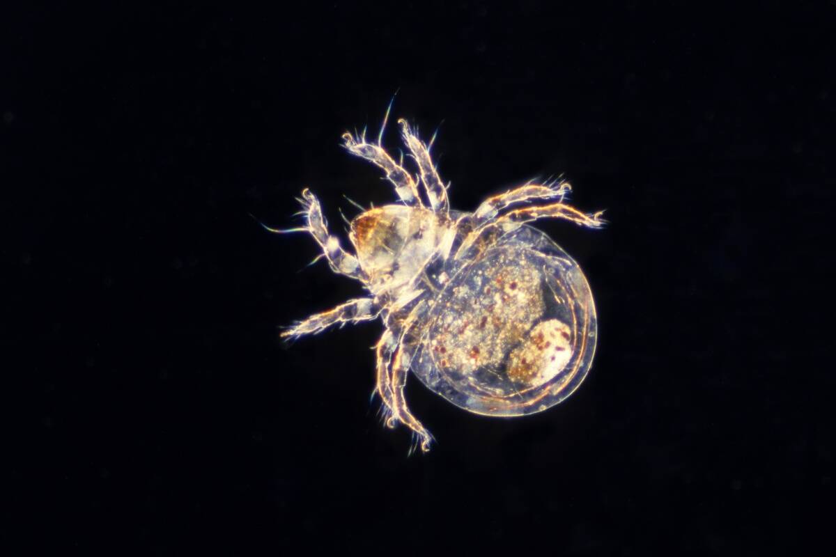 DUST MITE