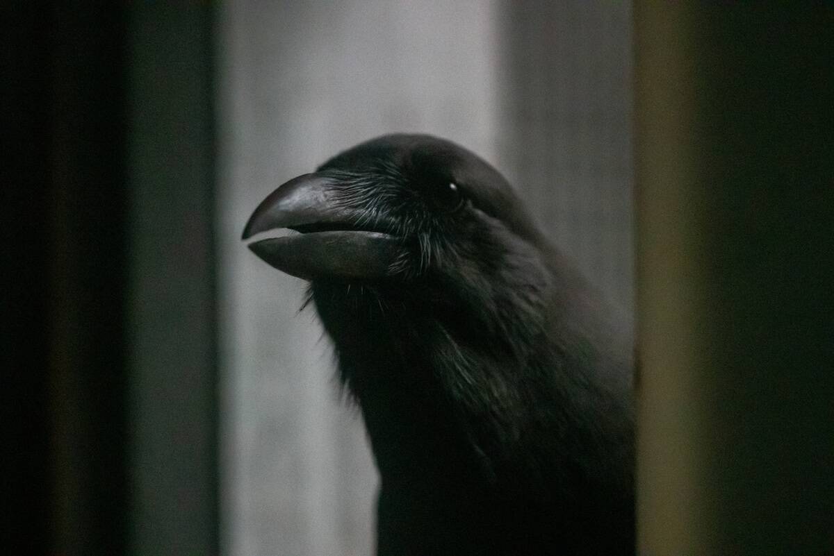 Endangered Hawaiian Birds At The Maui Forest Bird Recovery Project