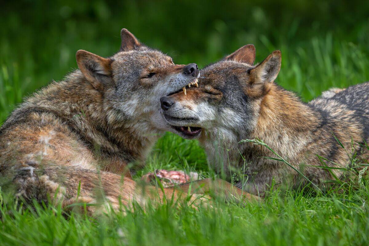 Eurasian wolves.