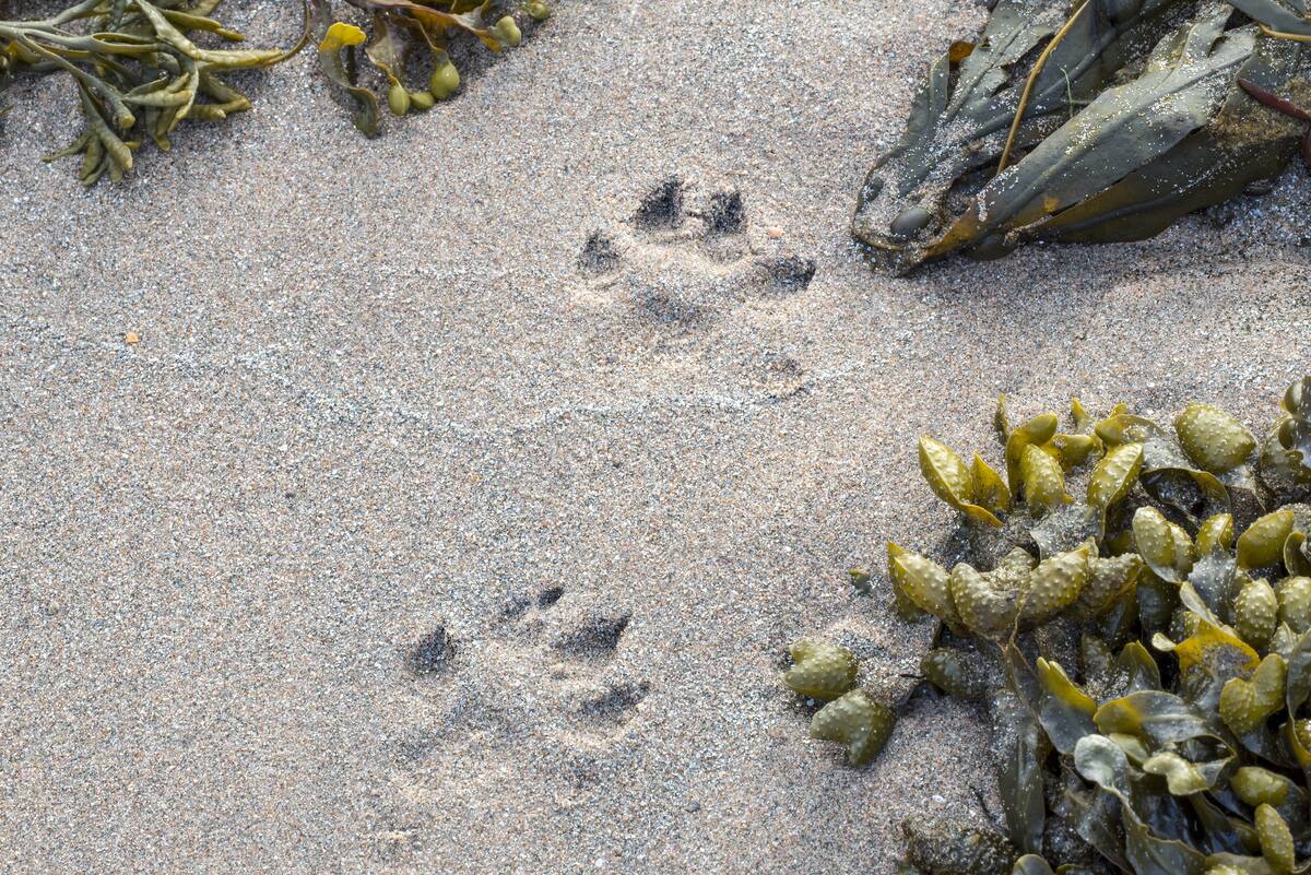 European otter footprints in wet sea sand.