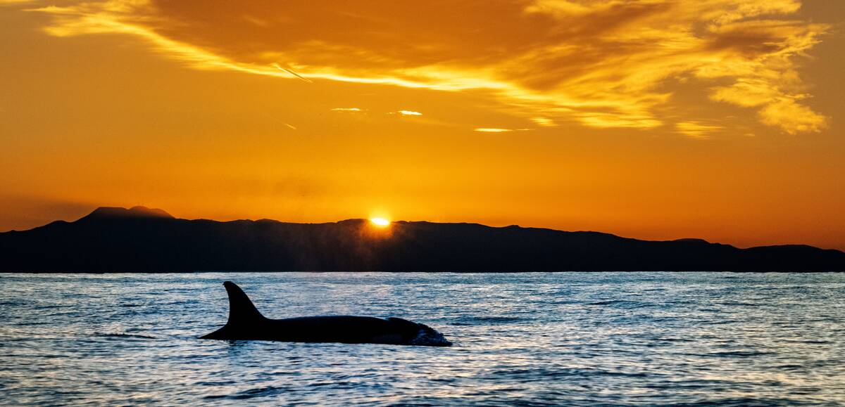 Excitement on the water off Southern California is at an all-time high with pod of killer whales hanging around for a month