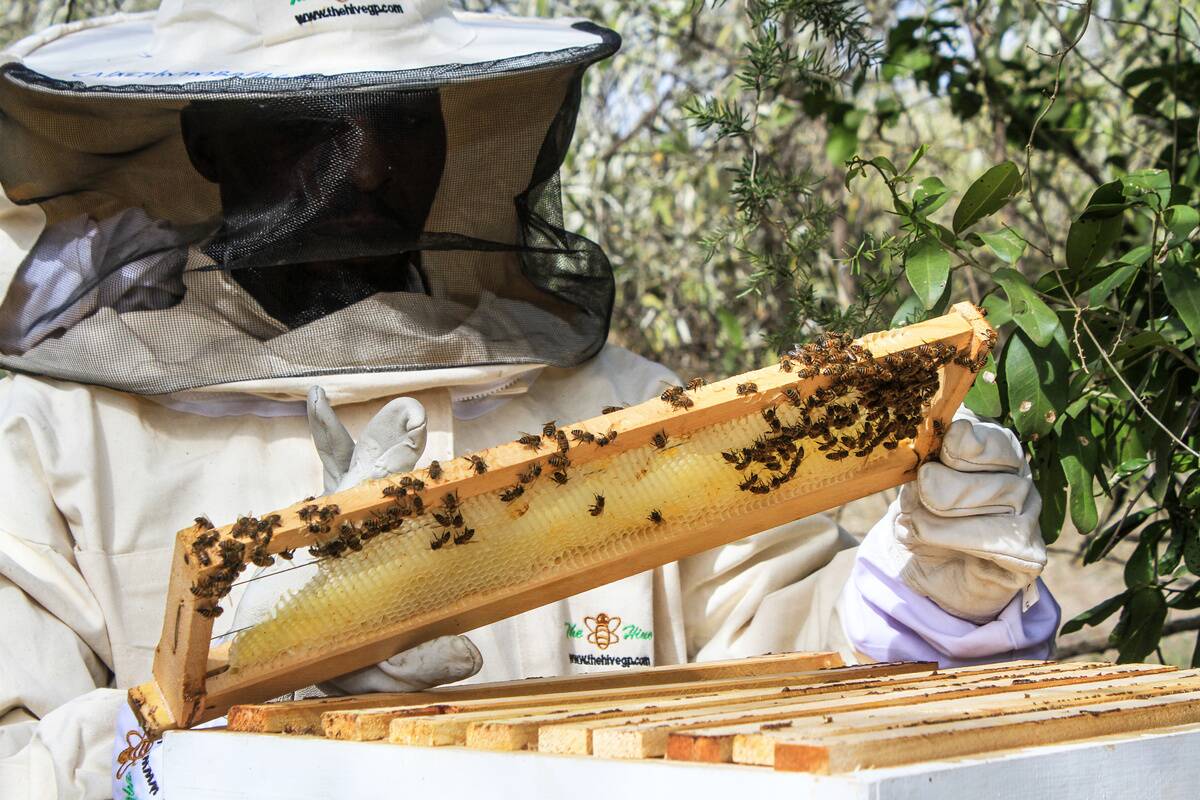 Farmers inspect a honey comb while dressed in bee suits to...