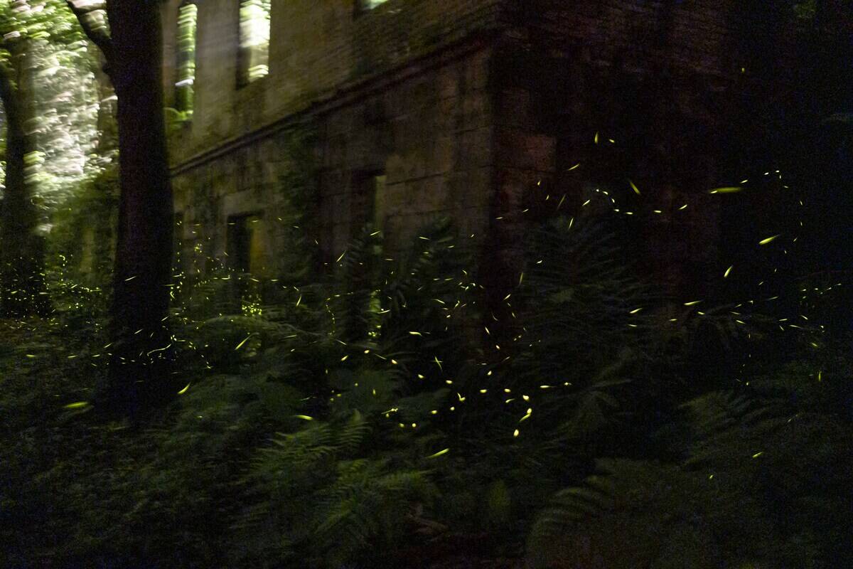 Firefly Season Begins In Taiwan
