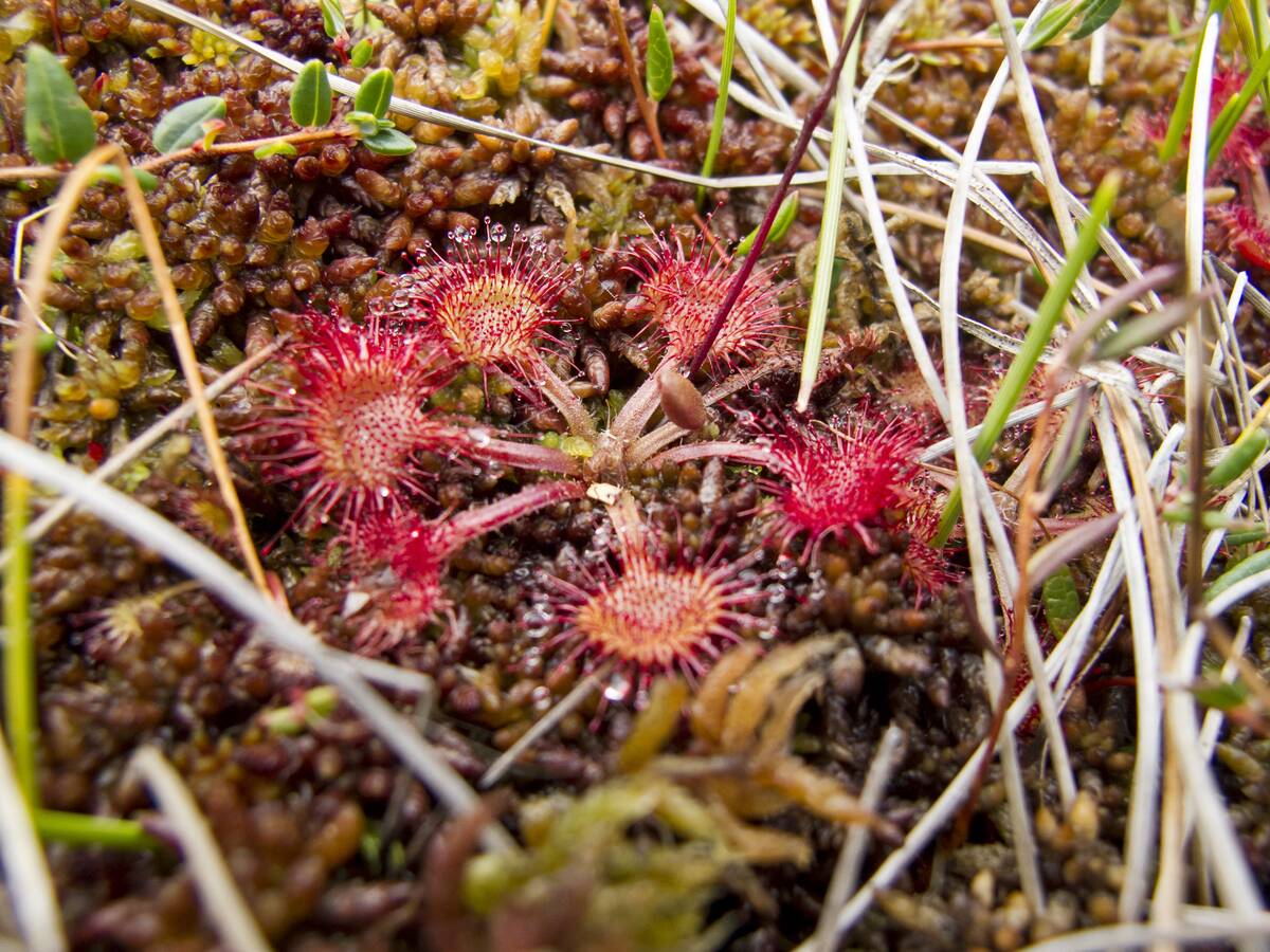 Fleischfressender Sonnentau