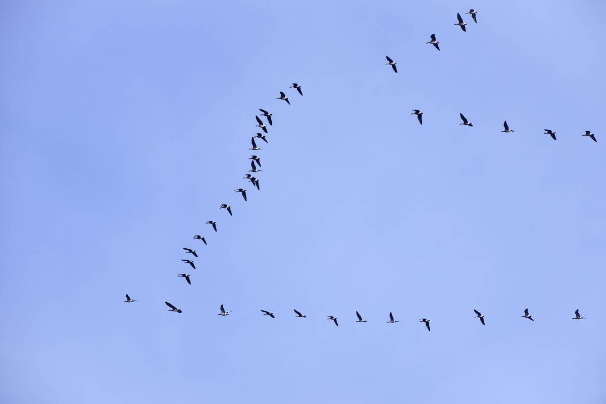 Flock of white-fronted geese flying in V-formations.