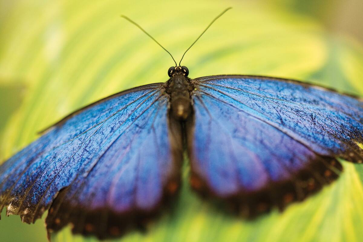 Flora And Fauna Shoots