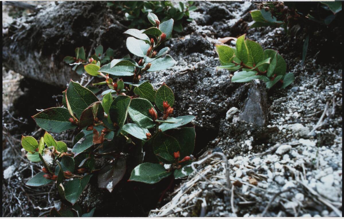 Freshly Bloomed Salal near Volcano Site
