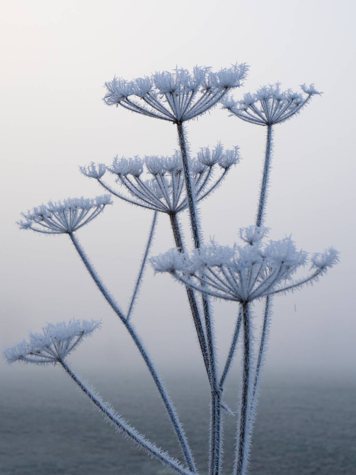 Frosted Cow Parsley in Radley Village, Oxfordshire