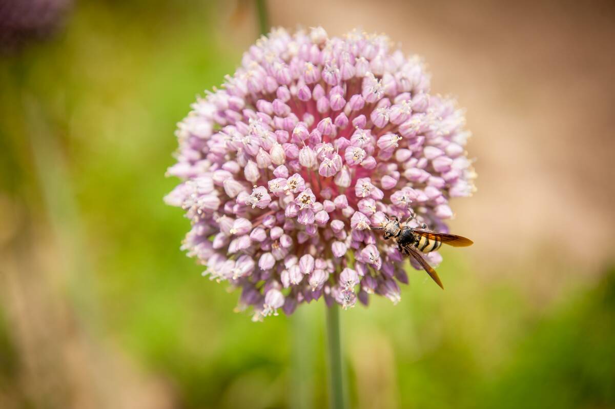 Garlic flower in Upper Marlboro, Maryland, USA