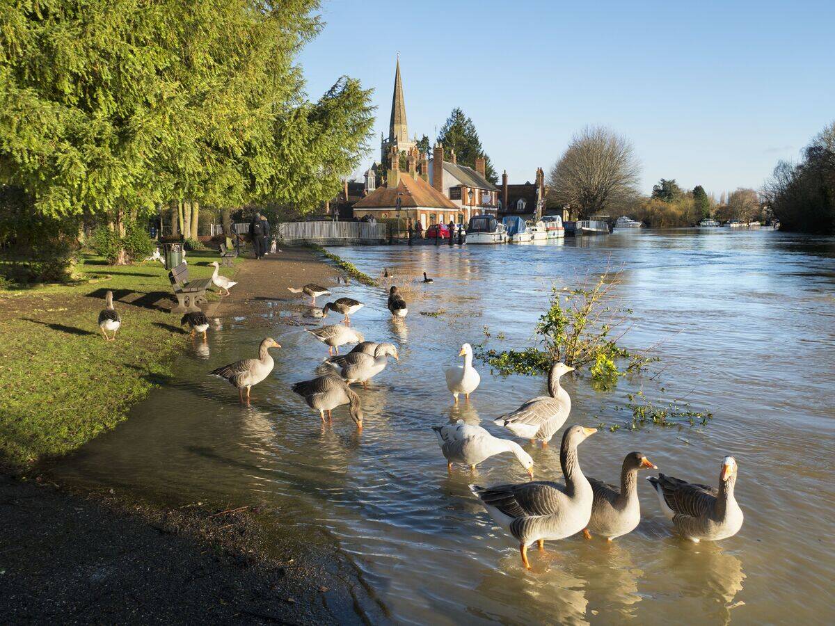 Geese gather by the flooded banks of the Thames at Abingdon, St Helens Wharf and Church in the distance