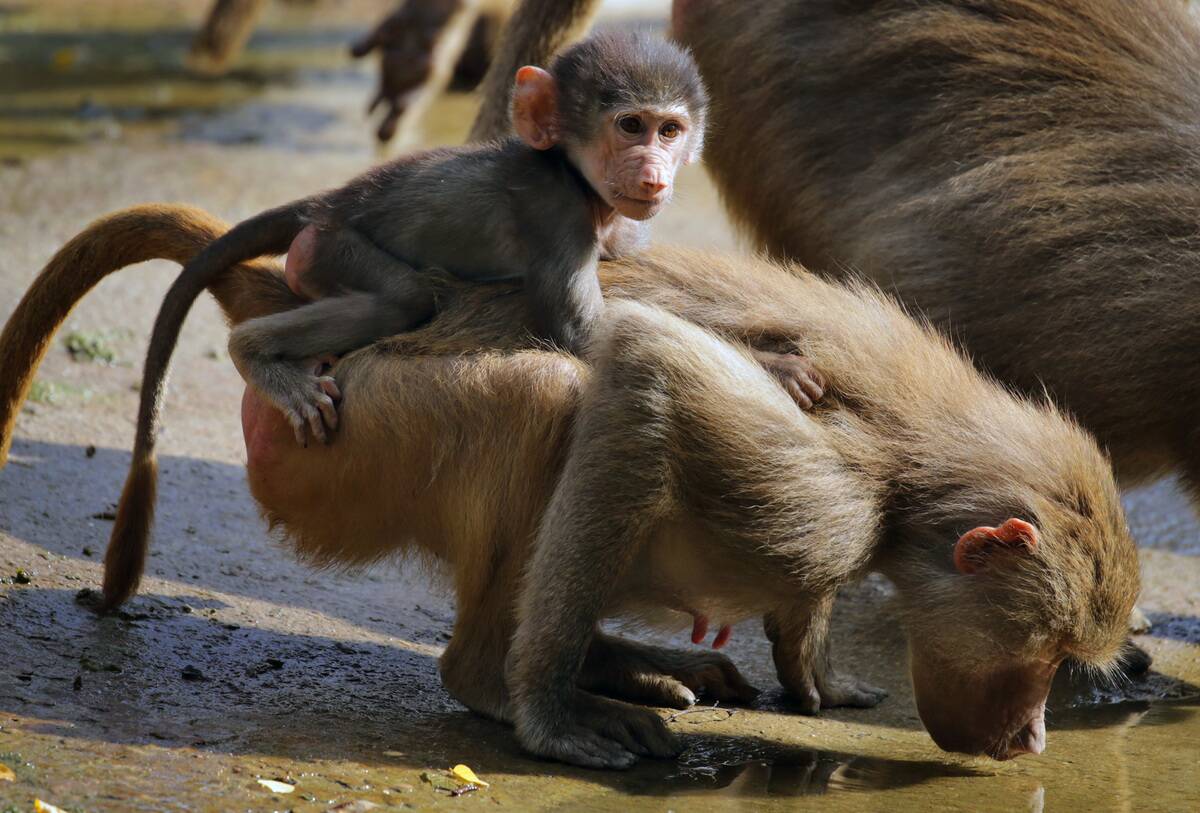 GERMANY-ANIMAL-BABOON
