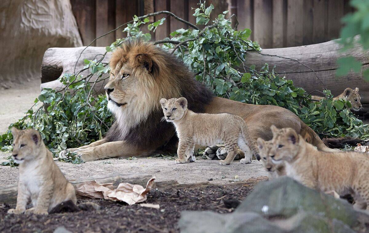 GERMANY-ANIMALS-ZOO-LION