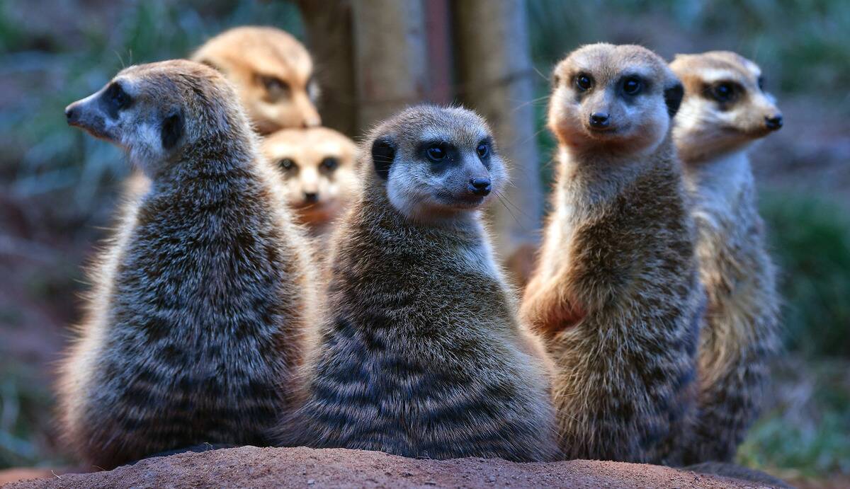 GERMANY-ANIMALS-ZOO-MEERKAT