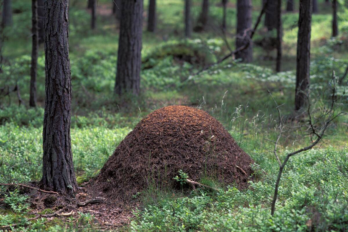 Germany, Mecklenburg, Near Prerow, Darss, Forest, Anthill...