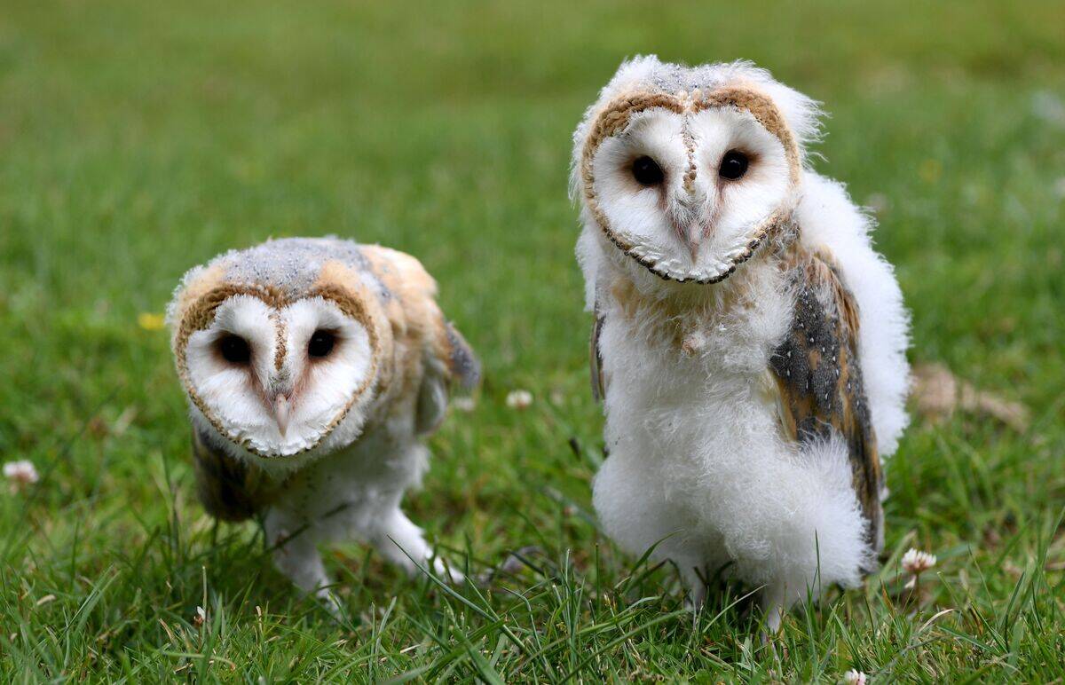 GERMANY-NATURE-ANIMAL