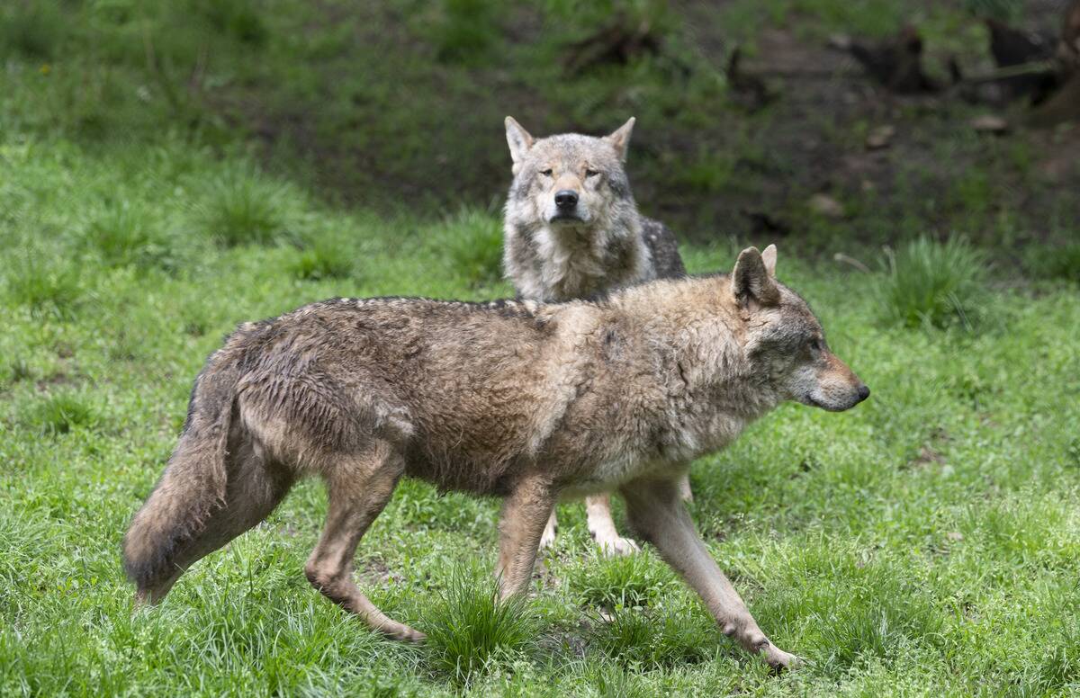GERMANY-NATURE-ANIMAL-WOLF