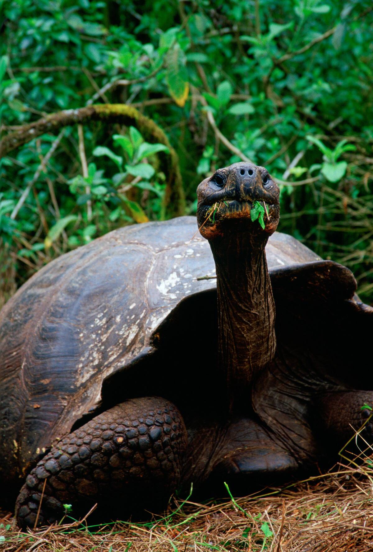 Giant Tortoise, Galapagos Isles