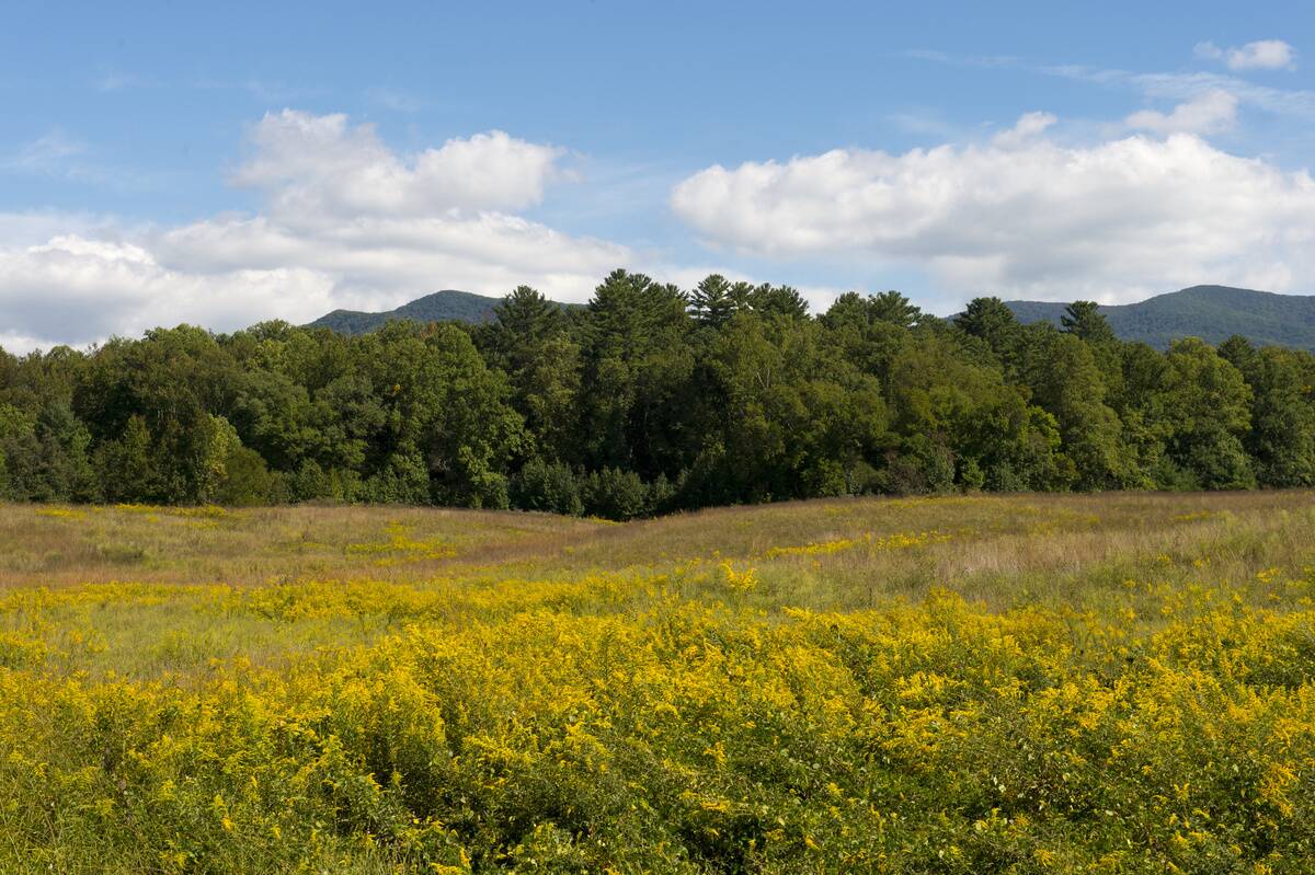 Goldenrod flowers in Cades Cove, Great Smoky Mountains...