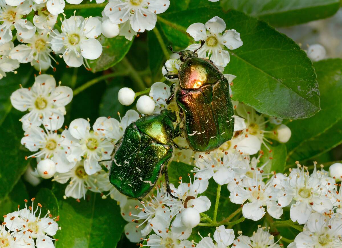 Green rose chafer