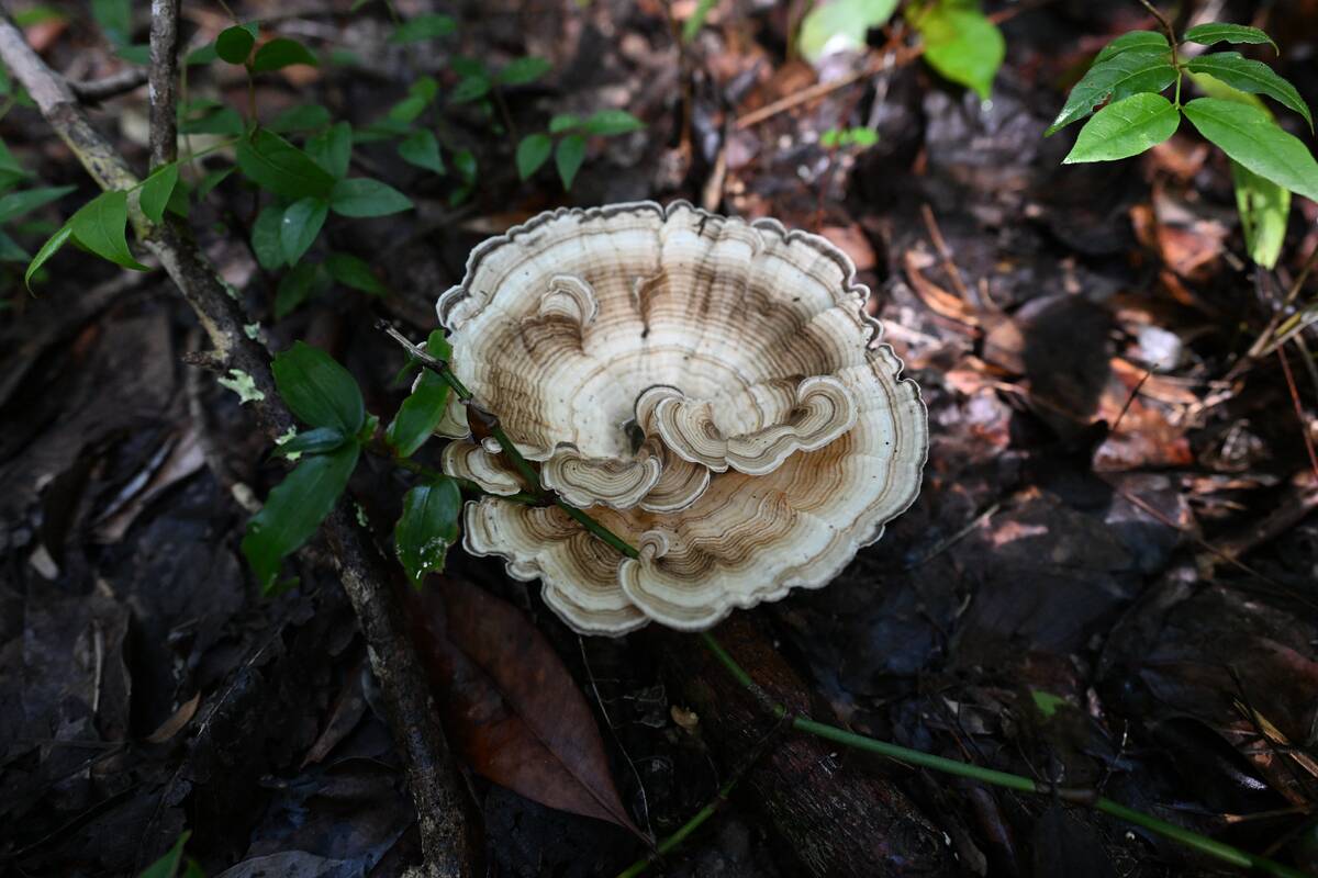 GUATEMALA-ENVIRONMENT-FOREST-MAYA BIOSPHERE RESERVE