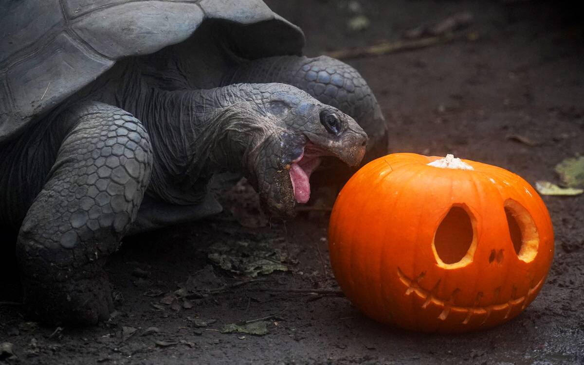 Halloween at London Zoo