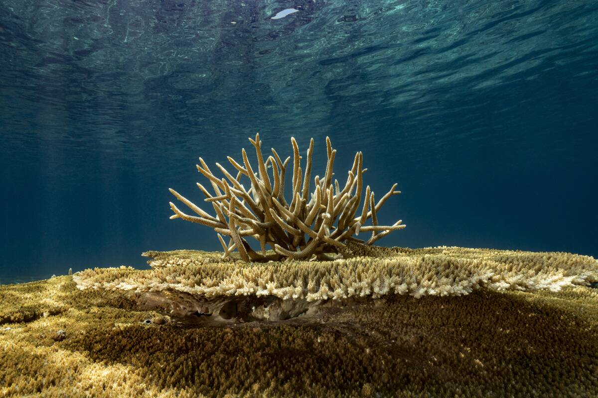 Hard corals of the genus Acropora in Mayotte Marine Natural Park