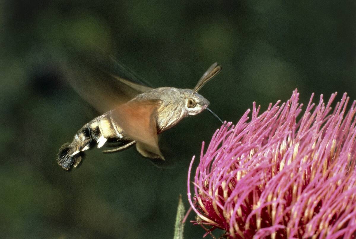Hummingbird hawk-moth or Hummingmoth...