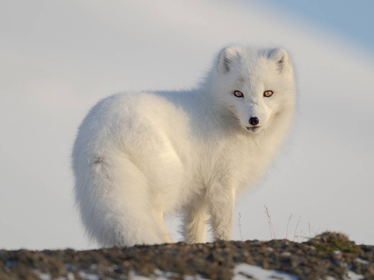 Ice. alopex Lagopus. animal. arctic Fox. barentsburg. carnivore. cold. fur. groenfjorden. mammal. nobody. nordenskjoeld Land. north